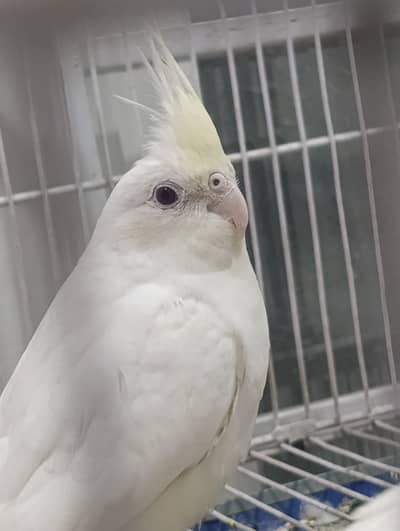 2 Pairs Cocktail Available - Cream face female and fellow female