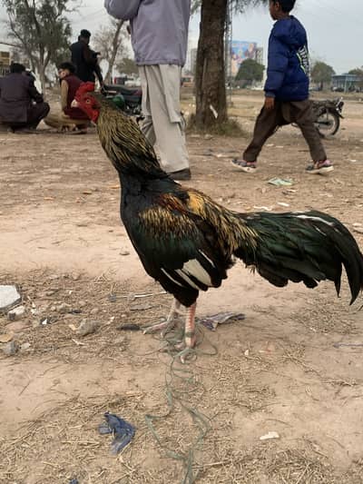 Beautiful Aseel for sale