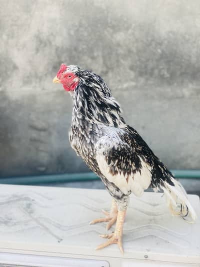 Aseel for sale. Old bloodline