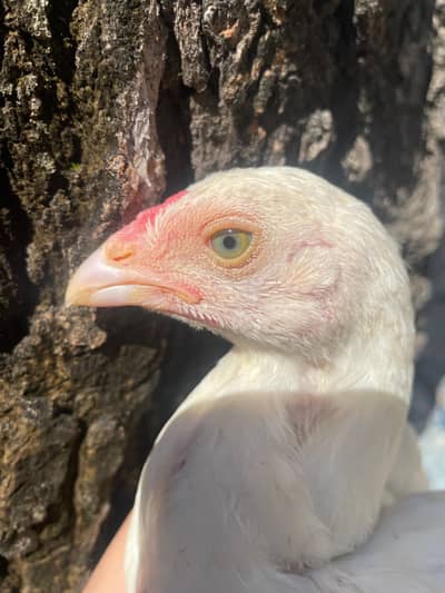 paper white pair sirf  lene wale he rabta kry