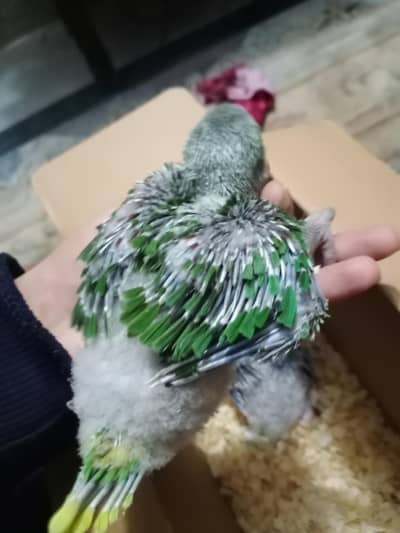 Chicks available for sale