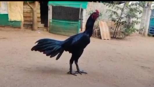 breed aseel heera my WhatsApp number03208016494