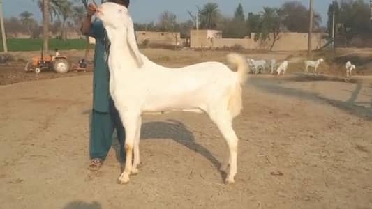Desi beetal bakra For Sale Whatsapp 03106417029