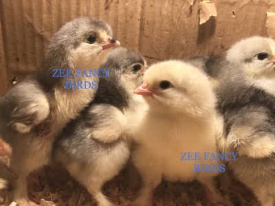 Blue gray heavy golden black buff  cochine chiks eggs  sale