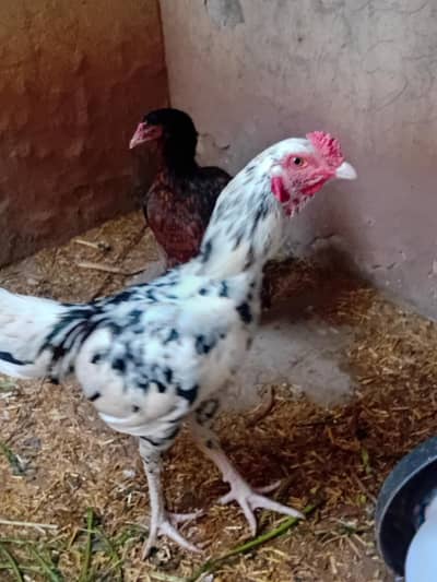 Aseel murgha pair with 3 hens 1 murgha