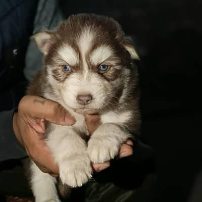 sibriyen husky puppy sale healthy and active blue eyes fluffy coat