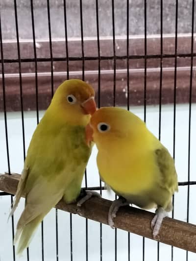 hand tame and breeder love birds available