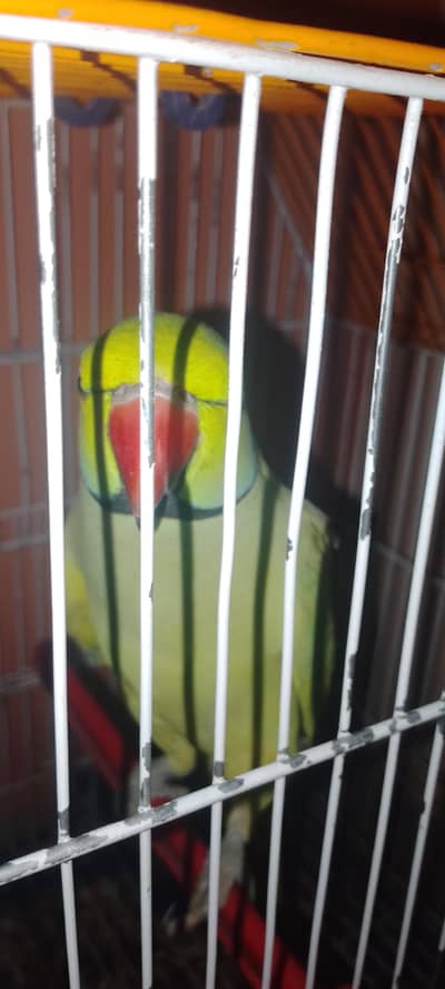 green parrot for sell