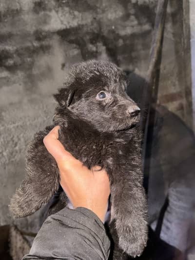 German shepherd puppies