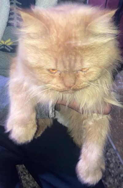 Beautiful Persian Cat for Sale!!