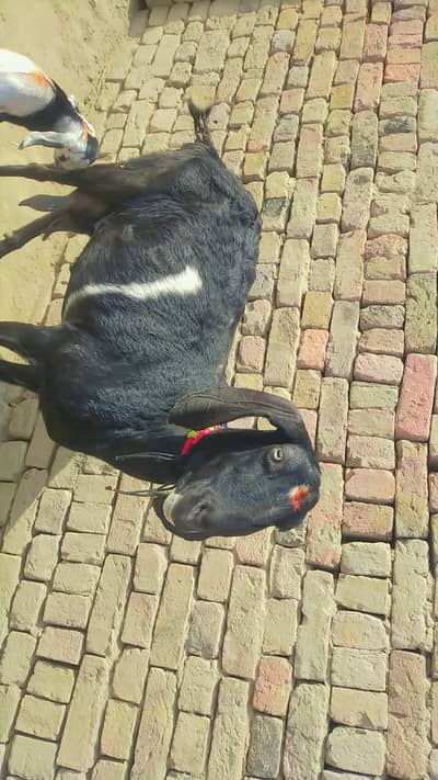 Bilkul Fit hy 2  Bachy Deti  hy ak kilo Doodh deti hy