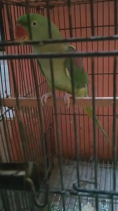 pahari female urgent for sale 03162402535