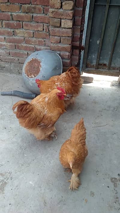 Golden heavy  buff  cochine for sale