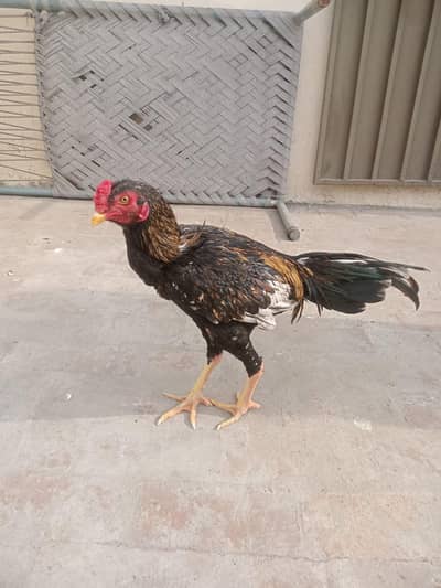 pure aseel jawa murga