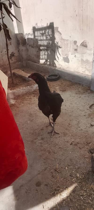 black lasani aseel murgi