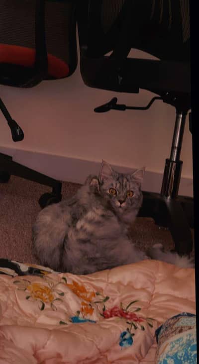 Beautiful Triple Coated Grey Tabby Persian Cat for Sale