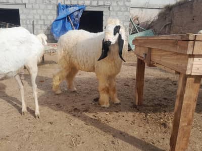 sheep available kas cattle farm