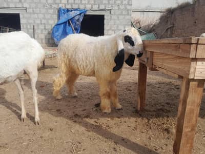 mundra dumba | sheep | Goat | Qurbani dumba | kajla | chatra