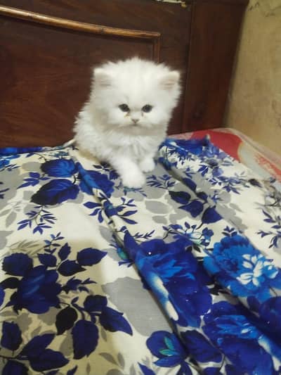 Rozii kittnes available tripl coat hair contact on watsap 03039603065