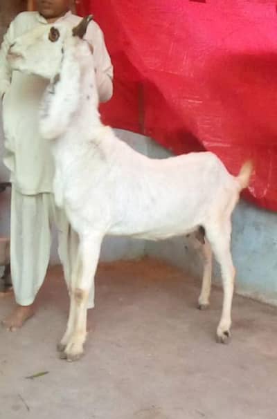 Gulabi cross ma bisar bakri hia