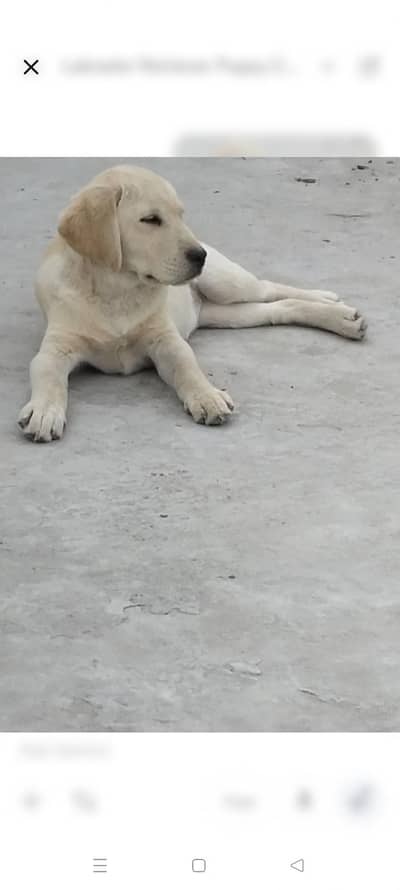 Labrador female puppy fully healthy and friendly dog