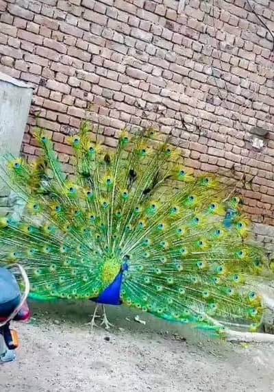 Pecocks  Male Female 44 hazar