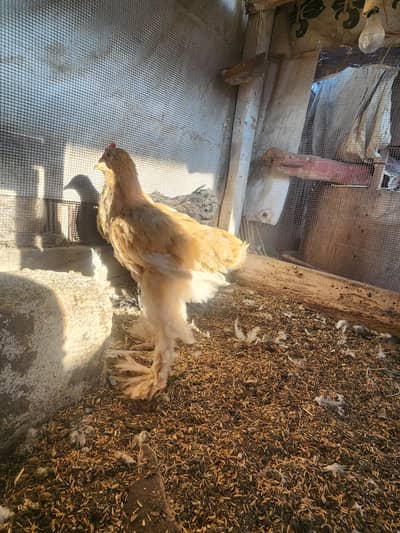 top quality buff pair and aseel female and chiicks for sale