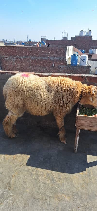 3 mundry chatrey 2 dant paky ha