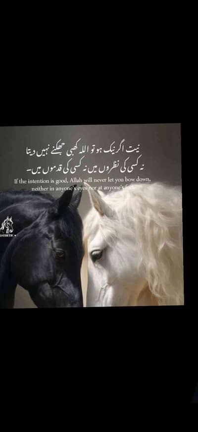 Tallha sajjadtallhasajjad@gmail.com