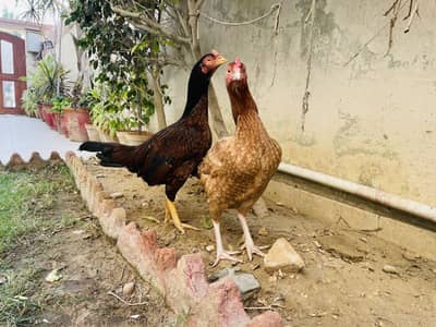 Aseel miawali 3 females 1 male