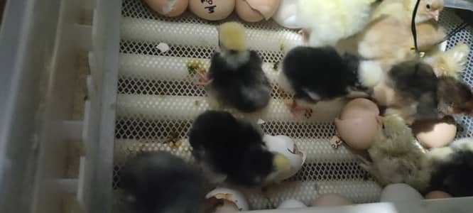 Cuckoo Polish Chicks