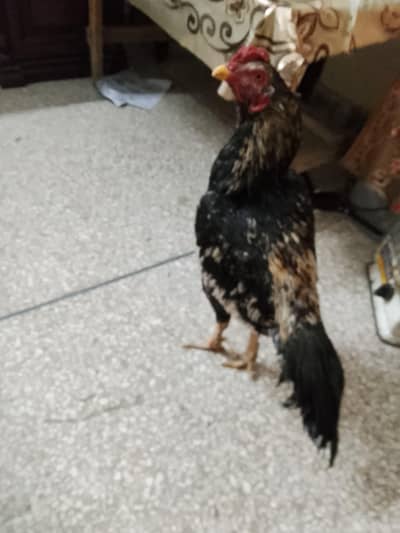 seel mianwali for sale urgent