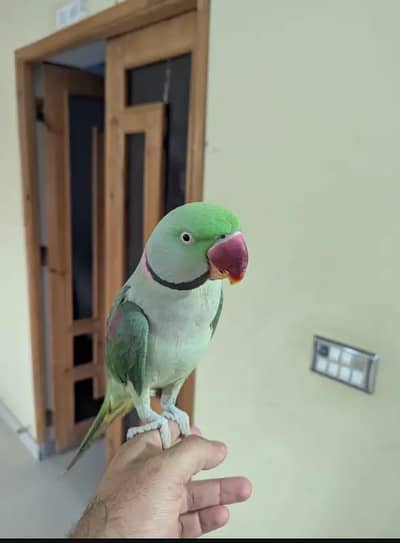 Kashmiri raw parrot for sale male and female available