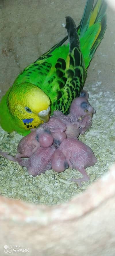 budgies 10 pair with chiks  or Rambu voilte pair
