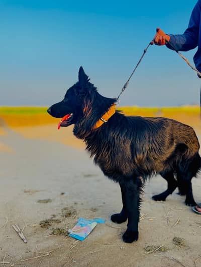 For sale series burgers contact me