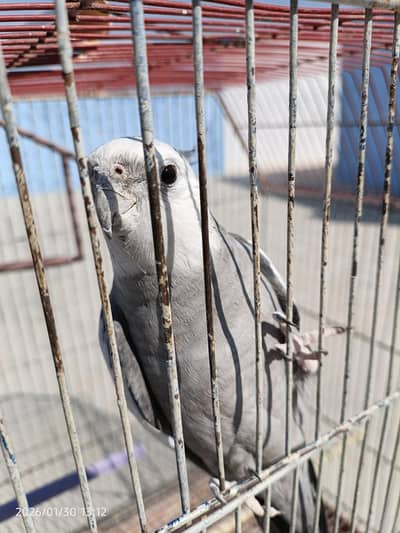 cockatiel with cage