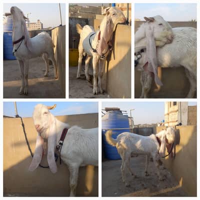 Gulabi Bakra Best for Qurbani 26 & Breed