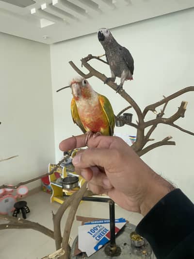 HANDTAMED pineapple conure & cocktail