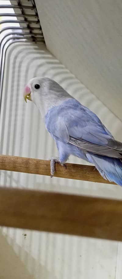 Blue Dilute & Green opaline/B1B2/Dilute