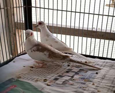 Red pied diamond doves breeder pairs avail