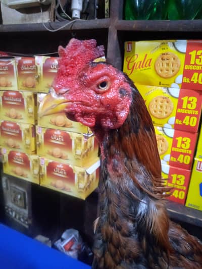 High quality Peela zehreela mianwali aseel patha