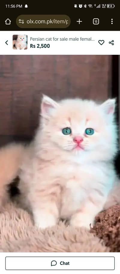 Persian cat for sale male or female my WhatsApp number 03229398820