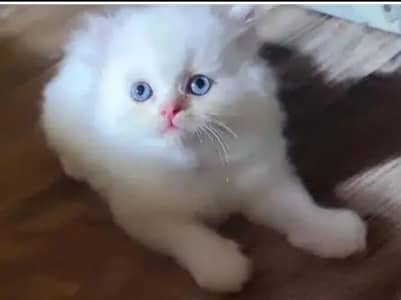 Persian cats kitten Punch face female and male