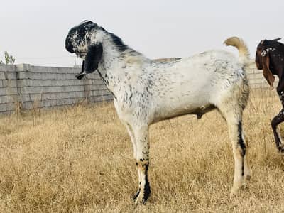 Beautiful Bakra For Sale Makhi Cheena