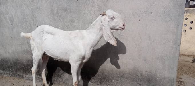 راجن پوری بکری برائے فروخت