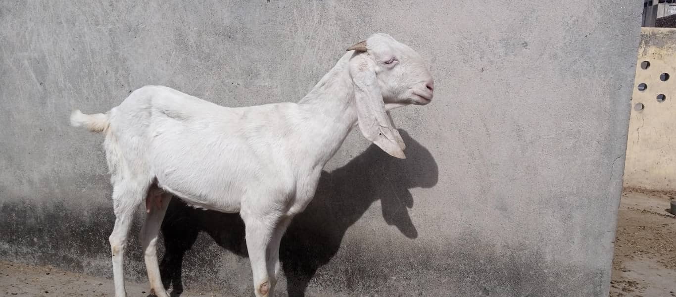 راجن پوری بکری برائے فروخت 0