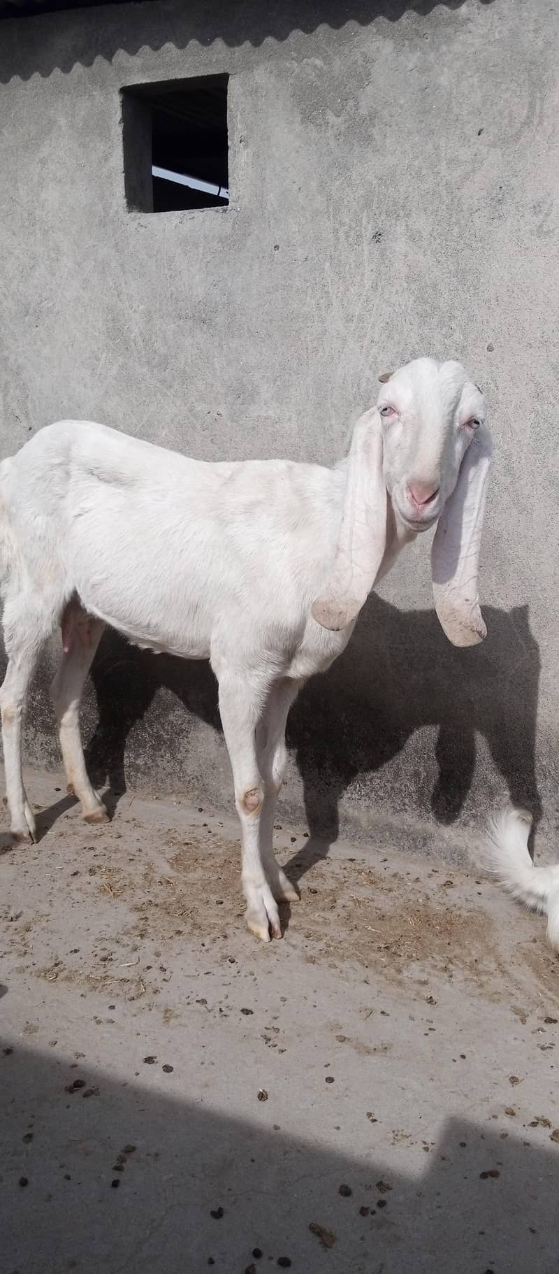 راجن پوری بکری برائے فروخت 1