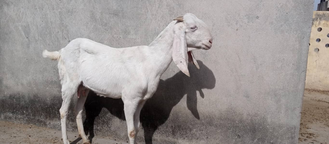 راجن پوری بکری برائے فروخت 2