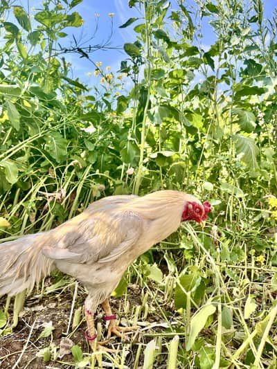 Aseel white paper sindhi