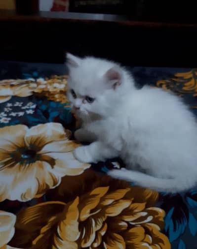 Persian kitten what's app inbox sms